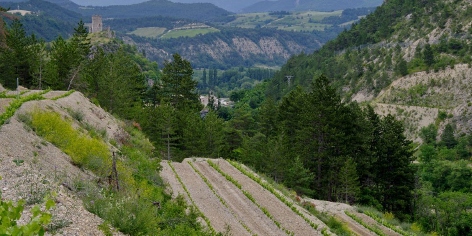 Vigneron indpendant Pontaix